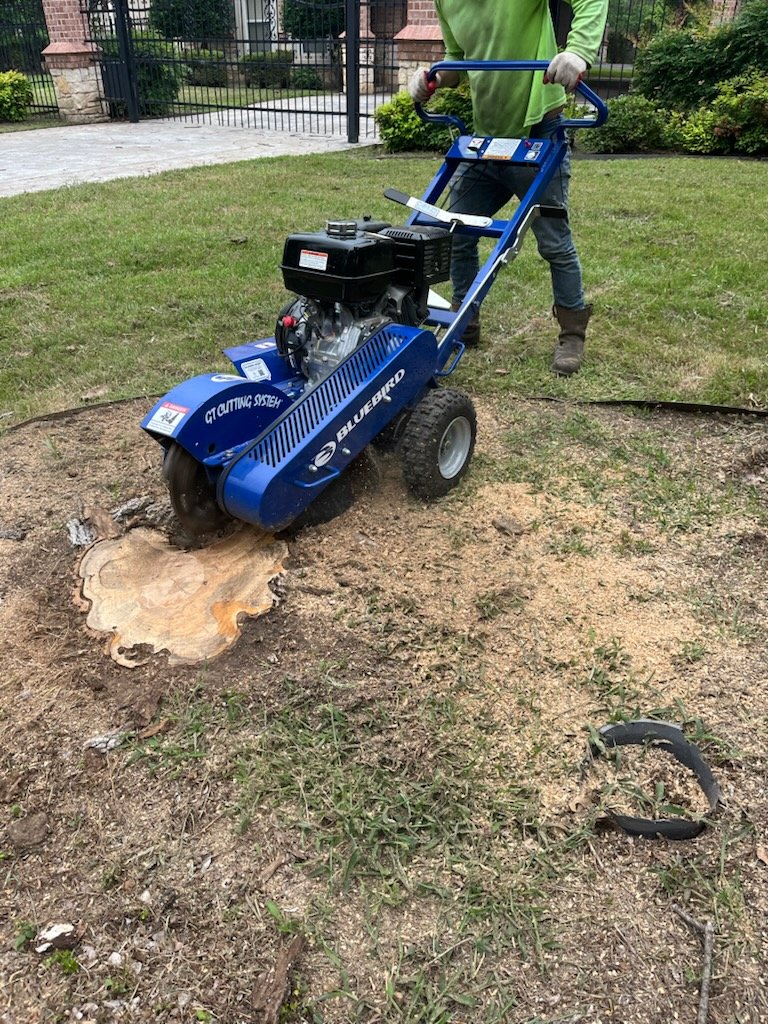 Tree Service in Dallas